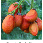 Exotic Fruit Plant