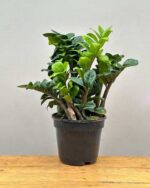 ZZ Plant (Zamioculcas Zamiifolia) – Low Maintenance Indoor Air Purifying Plant With Pot | Uglaoo