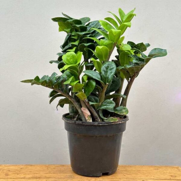 ZZ Plant (Zamioculcas Zamiifolia) – Low Maintenance Indoor Air Purifying Plant With Pot | Uglaoo