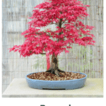 Bonsai
