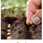⁠Seeds