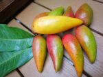 Chilli Mango Plant – Spicy-Sweet Mango Variety for Home Garden | Uglaoo - Image 4