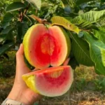 Red Diamond Guava Plant – Premium Sweet Red-Flesh Guava Tree for Home Garden | Uglaoo - Image 2