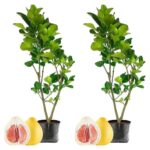 Thai Pomelo Plant (Batabi Lebu) – Large Sweet Citrus Fruit Tree for Home Garden | Uglaoo - Image 5