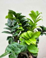 ZZ Plant (Zamioculcas Zamiifolia) – Low Maintenance Indoor Air Purifying Plant With Pot | Uglaoo - Image 3