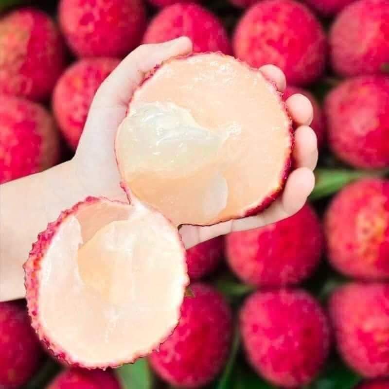 FB_IMG_1707744401621 Seedless Litchi Plant – Sweet Juicy Litchi Tree for Home Garden | Uglaoo - Image 1