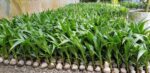 Vietnam Coconut Plant – High Yield Sweet Water Coconut Tree for Home Garden | Uglaoo - Image 4