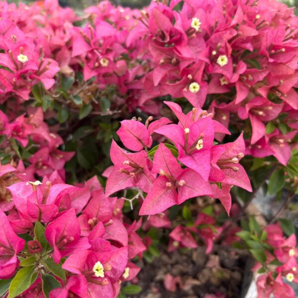 Ruby Pink Bougainvillea Plant – Bright Pink Flowering Climber for Home Garden | Uglaoo