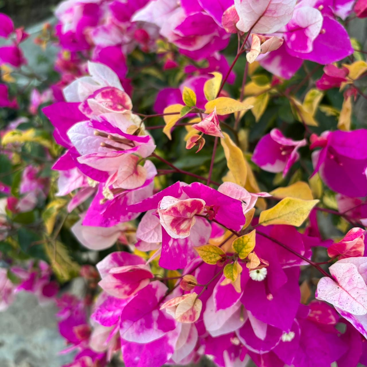 WhatsApp Image 2025-12-18 at 6.09.41 PM (2) Thima Bougainvillea Plant – Rare Dual-Tone Flowering Climber for Home Garden | Uglaoo - Image 1