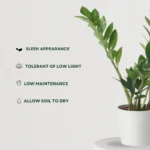 ZZ Plant (Zamioculcas Zamiifolia) – Low Maintenance Indoor Air Purifying Plant With Pot | Uglaoo - Image 5