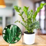 ZZ Plant (Zamioculcas Zamiifolia) – Low Maintenance Indoor Air Purifying Plant With Pot | Uglaoo - Image 4