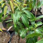 Banana Mango Plant – Thai Sweet Mango Variety for Home Garden | Uglaoo - Image 6