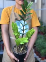ZZ Plant (Zamioculcas Zamiifolia) – Low Maintenance Indoor Air Purifying Plant With Pot | Uglaoo - Image 7