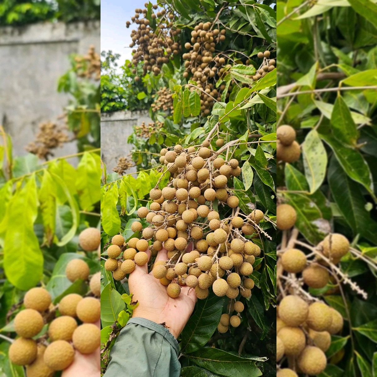 square-image (27) Thai Longan Plant – Premium Sweet Longan (Dragon Eye) Fruit Tree for Home Garden | Uglaoo - Image 1