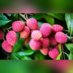 Seedless Litchi Plant – Sweet Juicy Litchi Tree for Home Garden | Uglaoo - Image 3