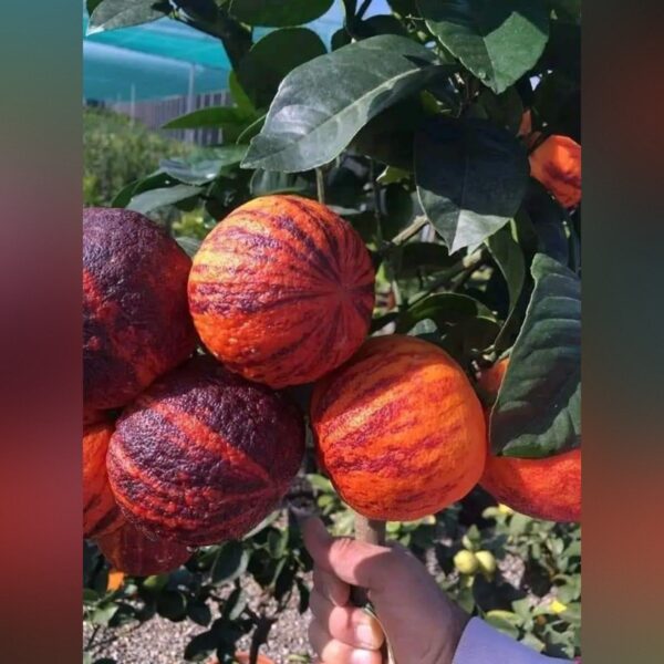 Rainbow Arcobal Orange Plant – Exotic Multi-Colored Sweet Orange Tree for Home Garden | Uglaoo