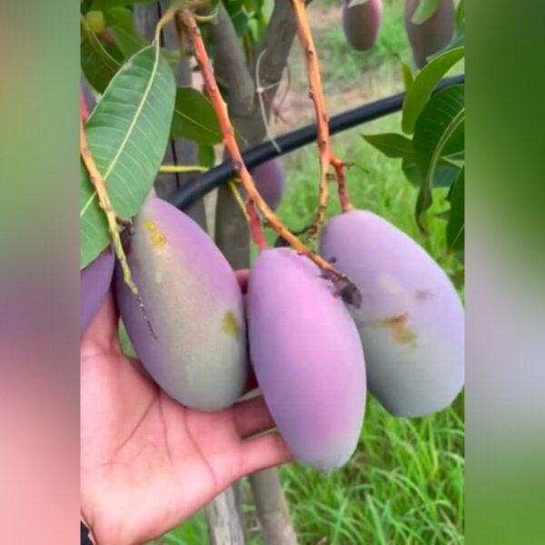 Austin Mango Plant – Premium Sweet Mango Tree for Home Garden | Uglaoo