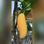 Banana Mango Plant – Thai Sweet Mango Variety for Home Garden | Uglaoo - Image 3