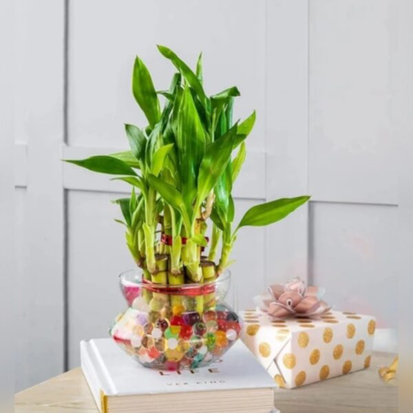3 Layer Lucky Bamboo Plant – Good Luck Indoor Plant for Home & Office | Uglaoo