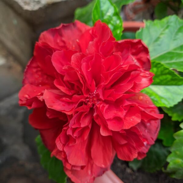 Red multipetal hibiscus flower plants