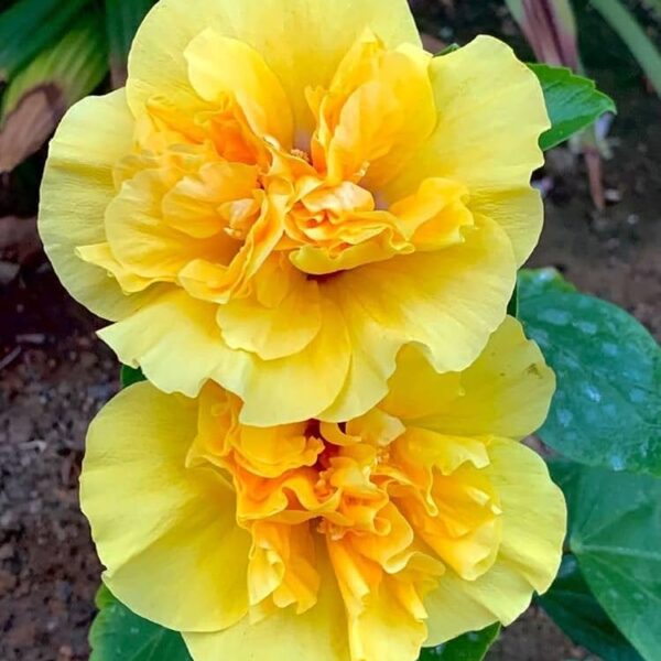 yellow multipetal hibiscus flower plant
