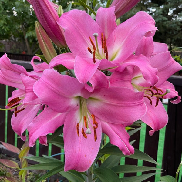 Asiatic Lilly flower Bulbs