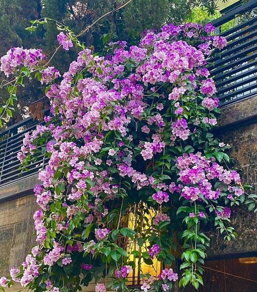 Garlic Vine Flower Plant