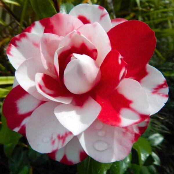 Camelia - White -Red Flower Plants