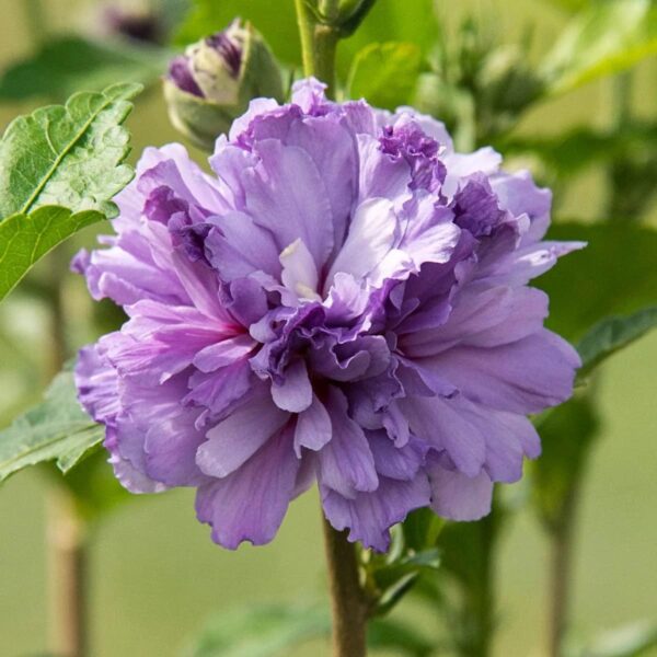 Bluberry hibiscus flower plant