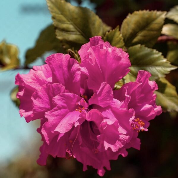 Pink multipetal hibiscus flower plant