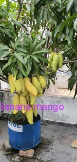 Banana Mango Plant - Grafred