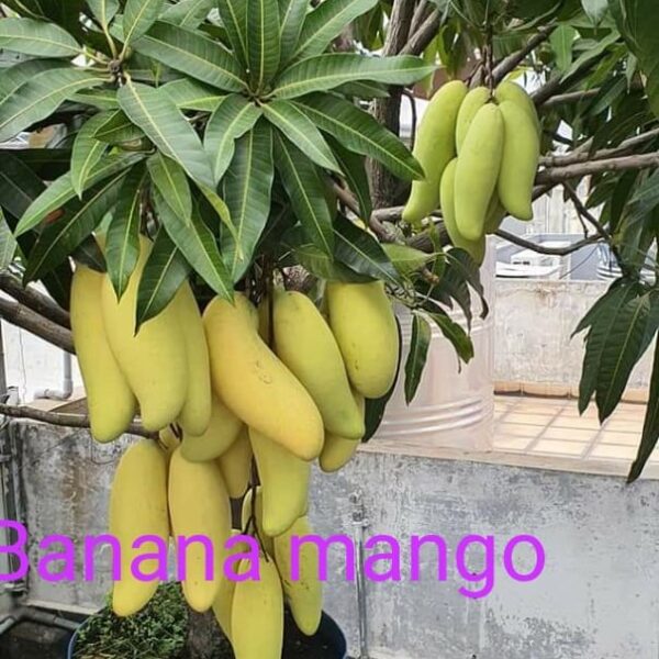 Banana Mango Plant - Grafred