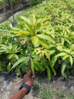 Banana Mango Plant - Grafred - Image 2