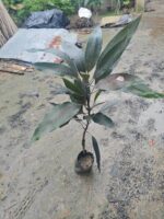 Blackstone Mango Plant - Grafted - Image 2
