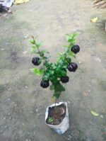 Black Surinam Cherry Plant - Image 2