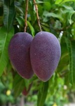 Blackstone Mango Plant - Grafted