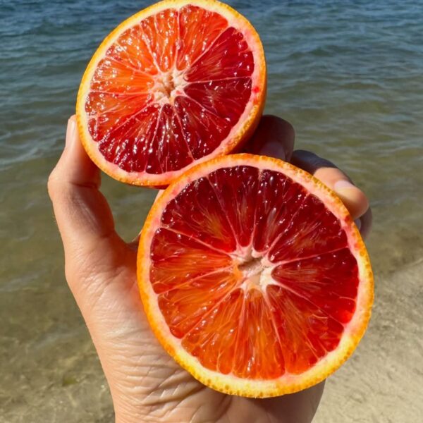Blood Orange Plant - Grafted
