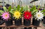 Bramhakamal Plant - 4 Colours available