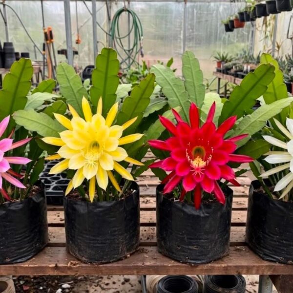 Bramhakamal Plant - 4 Colours available