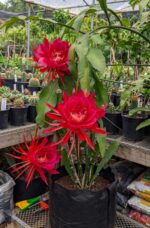 Bramhakamal Plant - 4 Colours available - Image 3