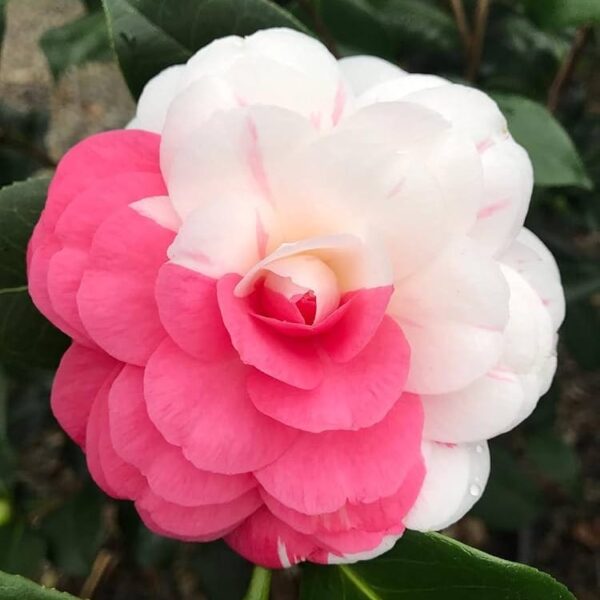 Camelia - white-pink Flower Plant