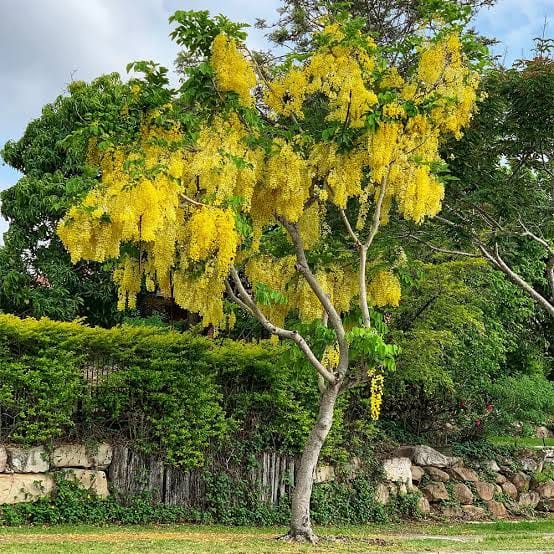 Cassia Fistula Flower Plant