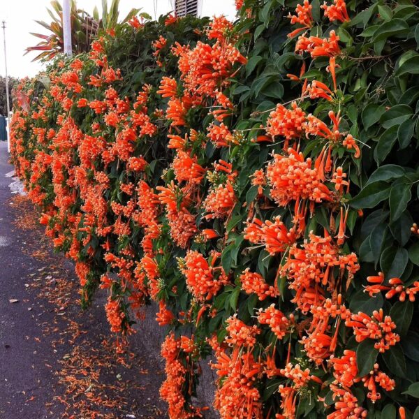 Flaming Trumpet Vine