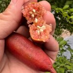 Finger Lemon - Red - Grafted plant