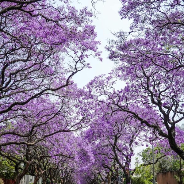 Jacaranda Flower Plant