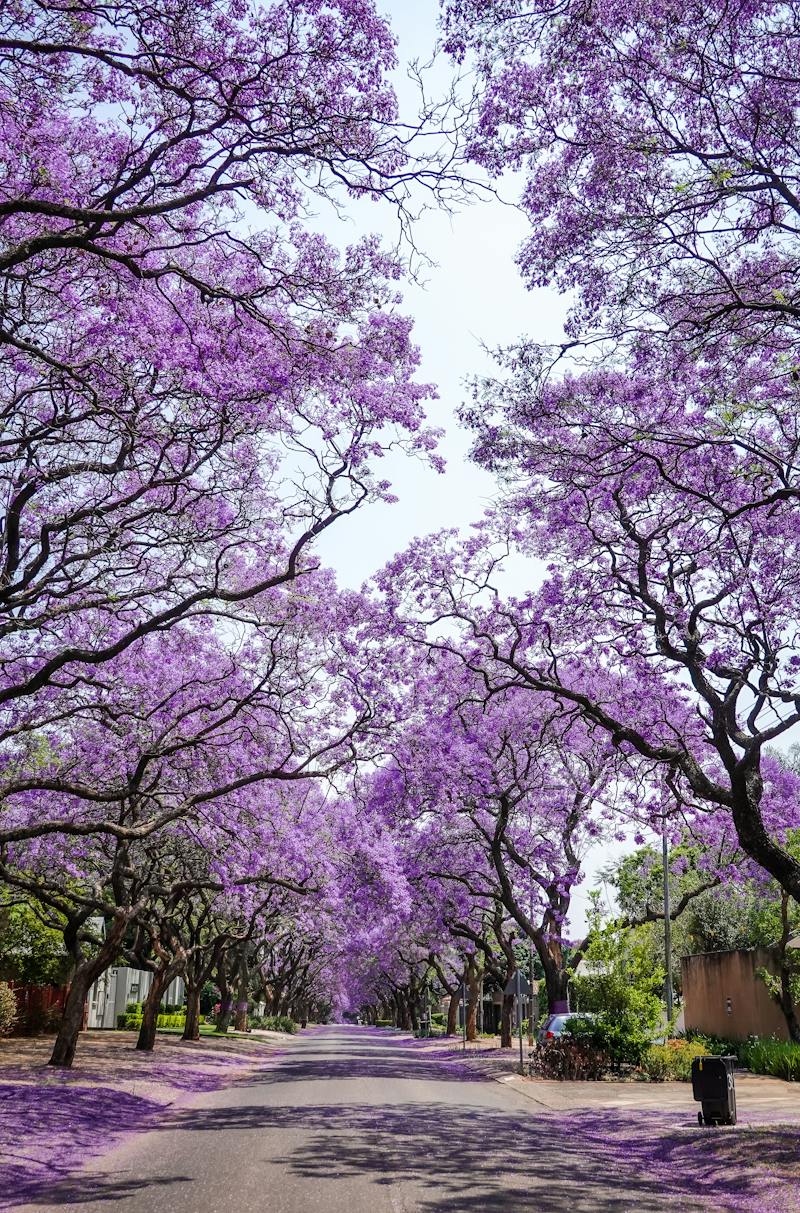 jacaranda Jacaranda Flower Plant - Image 1