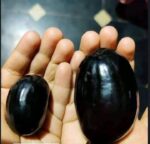 Thai Kg 10 Jamun plant - Grafted