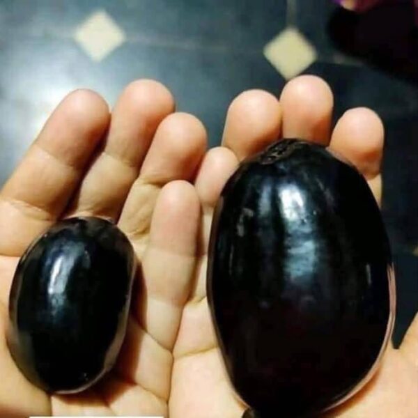 Thai Kg 10 Jamun plant - Grafted