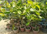 Thai Kg 10 Jamun plant - Grafted - Image 2