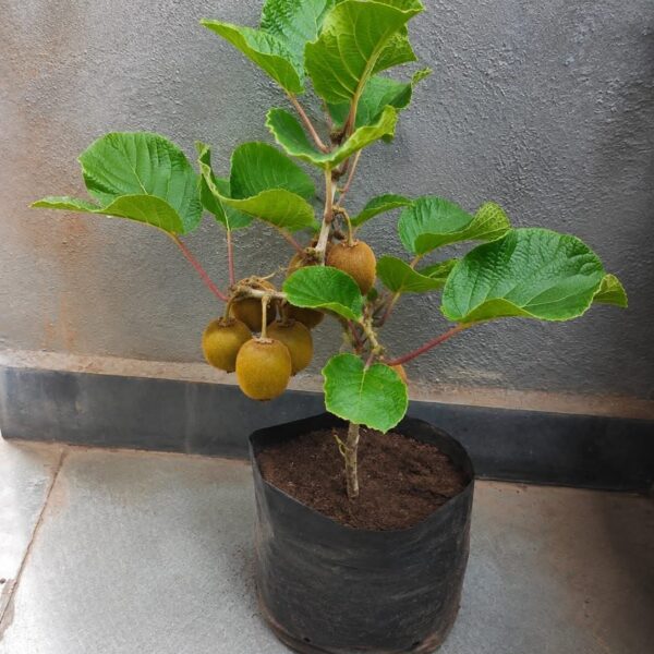 Kiwi Plant - Grafted